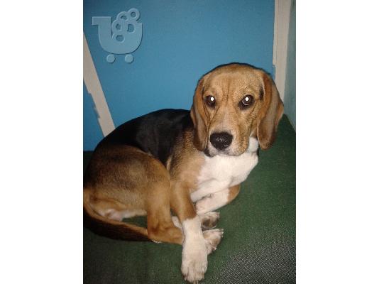 Δίνονται Beagle κουτάβια καθαρόαιμα,θηλυκά και αρσενικά. Τώρα είναι ενός μήνα (26/11/2015)...